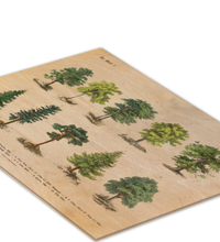 Botanische Wald-Illustration als UV-Direktdruck auf einer 9mm starken Birkenholzplatte. Die natürliche Holzmaserung scheint durch das Vintage-Baummotiv hindurch.
