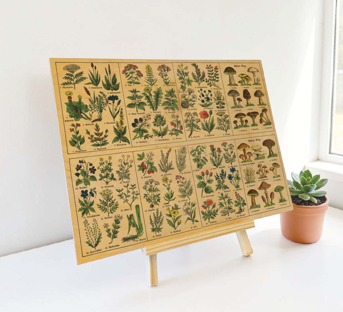 Vintage Holzbild Kräuter & Pilze | Botanik Illustration 1920 | 30x40cm Birkensperrholz | Rustikale Küchendeko und Wandbild Natur