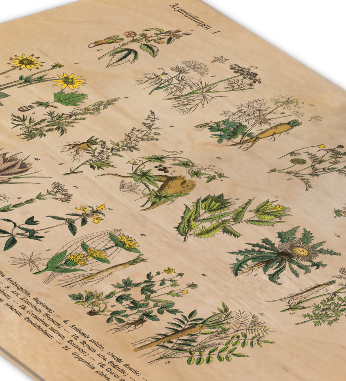 Vintage Holz-Bild mit botanischer Illustration von Kräutern und Arzneipflanzen aus dem 19. Jahrhundert, gedruckt auf 3mm dickem Birkensperrholz inklusive Wandanhänger.