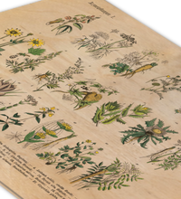 Vintage Holz-Bild mit botanischer Illustration von Kräutern und Arzneipflanzen aus dem 19. Jahrhundert, gedruckt auf 3mm dickem Birkensperrholz inklusive Wandanhänger.