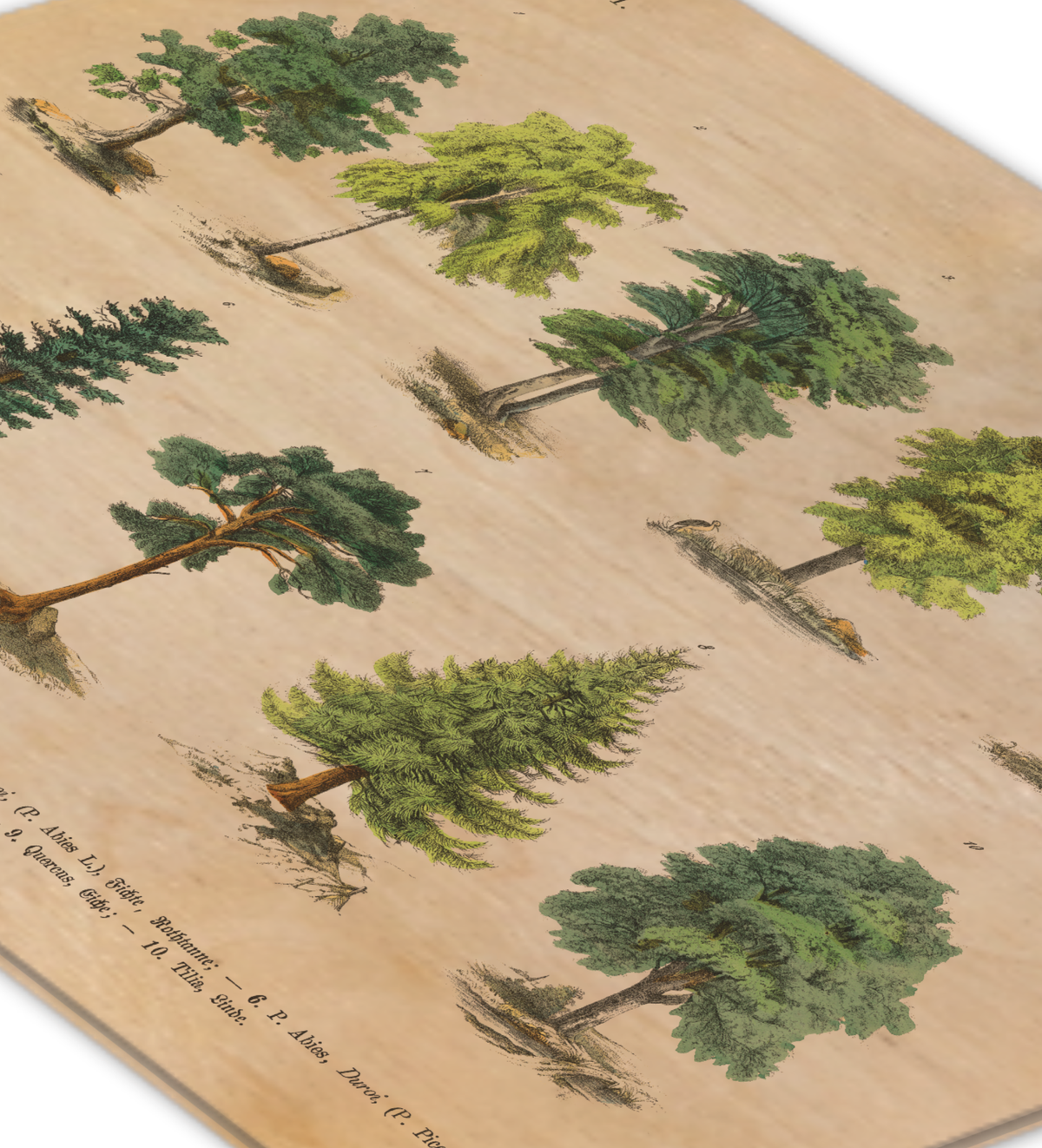 Botanische Wald-Illustration als UV-Direktdruck auf einer 9mm starken Birkenholzplatte. Die natürliche Holzmaserung scheint durch das Vintage-Baummotiv hindurch.
