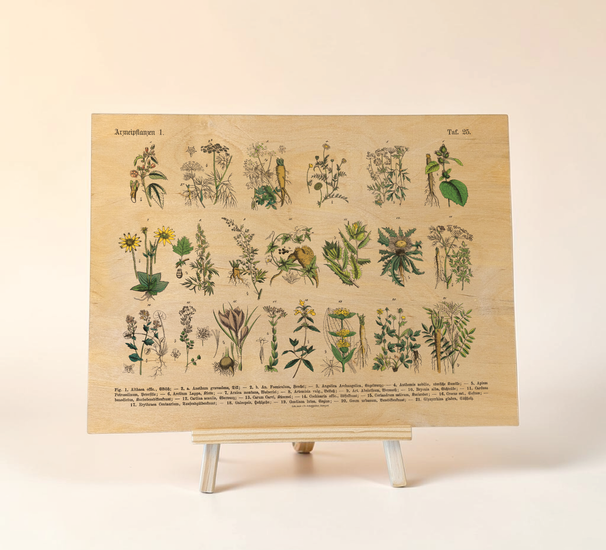 Vintage Holz-Bild mit botanischer Illustration von Kräutern und Arzneipflanzen aus dem 19. Jahrhundert, gedruckt auf 3mm dickem Birkensperrholz inklusive Wandanhänger.