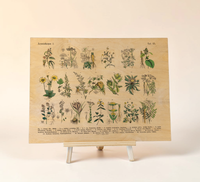 Vintage Holz-Bild mit botanischer Illustration von Kräutern und Arzneipflanzen aus dem 19. Jahrhundert, gedruckt auf 3mm dickem Birkensperrholz inklusive Wandanhänger.