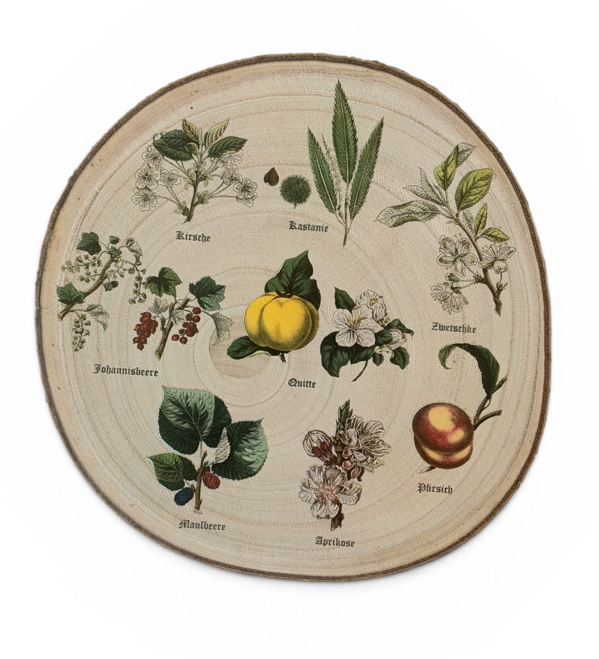 Runde Wanddekoration aus hellem Paulownia-Holz mit echter Rinde. Die Holzscheibe zeigt einen kreisförmigen, farbigen UV-Druck mit 8 detailreichen Vintage-Illustrationen von verschiedenen Obstsorten und Früchten aus der Zeit um 1900. In der Mitte steht der geschwungene Schriftzug "Der Garten". Der Druck besitzt ein fühlbares 0,3 mm Relief.