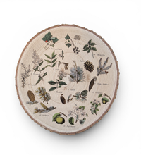 Runde Vintage-Holzscheibe aus Paulownia mit echter Rinde auf weißem Holzboden. Bedruckt mit 13 nummerierten botanischen Illustrationen von Waldpflanzen, Sträuchern und Zapfen wie Walderdbeere, Kiefer und Fichte im naturkundlichen Stil.