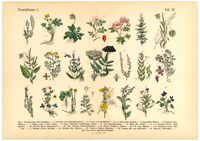 Vintage Poster – Kräuter & Arzneipflanzen (ungerahmt). Detaillierte botanische Illustration mit Pflanzennamen – perfekt für Natur- und Vintage-Liebhaber! Ideal für Küche & Wohnraum!
