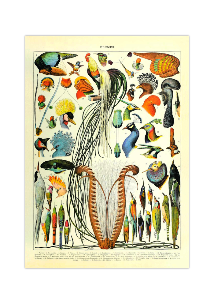Das Poster zu Vögeln ist eine Illustration des französischen Künstlers Adolphe Millot. 