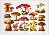 Dieses Vintage-Poster von giftigen Pilzen ist eine gezeichnete von ca. 1900 und zeigt giftige, heimische Pilze.
