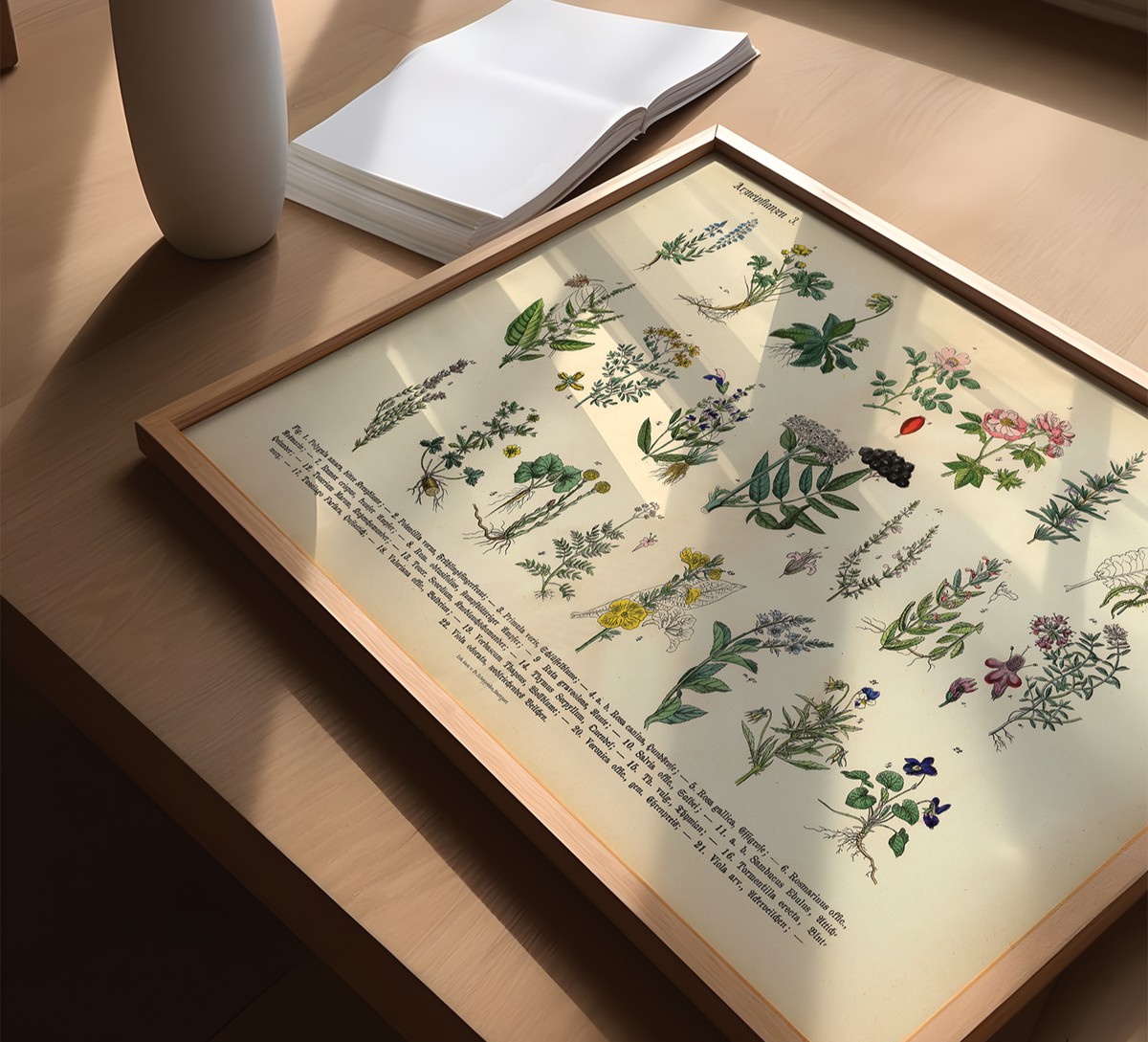 Vintage Poster – Kräuter & Arzneipflanzen . Detaillierte botanische Illustration mit Pflanzennamen – perfekt für Natur- und Vintage-Liebhaber! Ideal für Küche & Wohnraum!