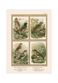 Poster im Stil einer antiken Naturkunde-Tafel mit vier detaillierten Vogel-Illustrationen in ihren Lebensräumen, inklusive deutscher und lateinischer Artennamen am unteren Bildrand.