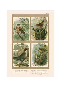 Poster im Stil einer antiken Naturkunde-Tafel mit vier detaillierten Vogel-Illustrationen in ihren Lebensräumen, inklusive deutscher und lateinischer Artennamen am unteren Bildrand.
