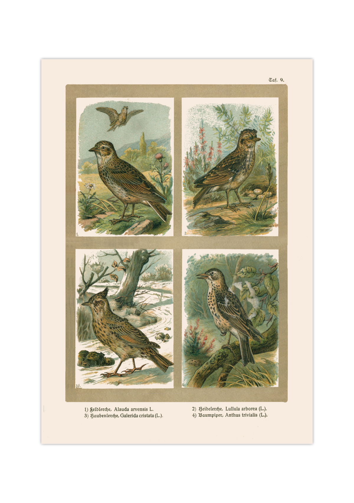 Poster im Stil einer antiken Naturkunde-Tafel mit vier detaillierten Vogel-Illustrationen in ihren Lebensräumen, inklusive deutscher und lateinischer Artennamen am unteren Bildrand.