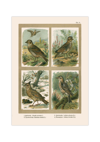 Poster im Stil einer antiken Naturkunde-Tafel mit vier detaillierten Vogel-Illustrationen in ihren Lebensräumen, inklusive deutscher und lateinischer Artennamen am unteren Bildrand.