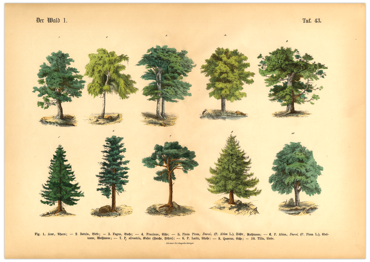 Vintage-Waldposter mit botanischer Baumillustration von 1886 – Fineart-Druck auf 200 g/m² Premium-Papier, ungerahmt, ideal für Wohnzimmer, Arbeitszimmer oder Praxis