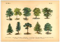 Vintage-Waldposter mit botanischer Baumillustration von 1886 – Fineart-Druck auf 200 g/m² Premium-Papier, ungerahmt, ideal für Wohnzimmer, Arbeitszimmer oder Praxis