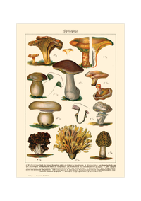 Dieses Vintage-Poster von genießbaren Pilzen ist eine gezeichnete von ca. 1900 und zeigt giftige, heimische Pilze.