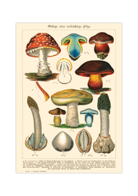 Dieses Vintage-Poster von giftigen Pilzen ist eine gezeichnete von ca. 1900 und zeigt giftige, heimische Pilze.