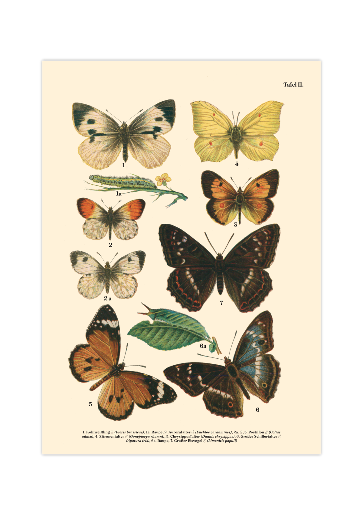 Vintage Schmetterlings-Poster (ca. 1900). Hochwertiger Druck auf 200g/qm Premium-Papier. Erhältlich in DIN A4 oder A3. Detailgetreue botanische Illustration mit Artbezeichnungen für Ihr Zuhause.