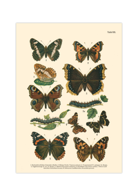 Vintage Schmetterlings-Poster (ca. 1900). Hochwertiger Druck auf 200g/qm Premium-Papier. Erhältlich in DIN A4 oder A3. Detailgetreue botanische Illustration mit Artbezeichnungen für Ihr Zuhause.