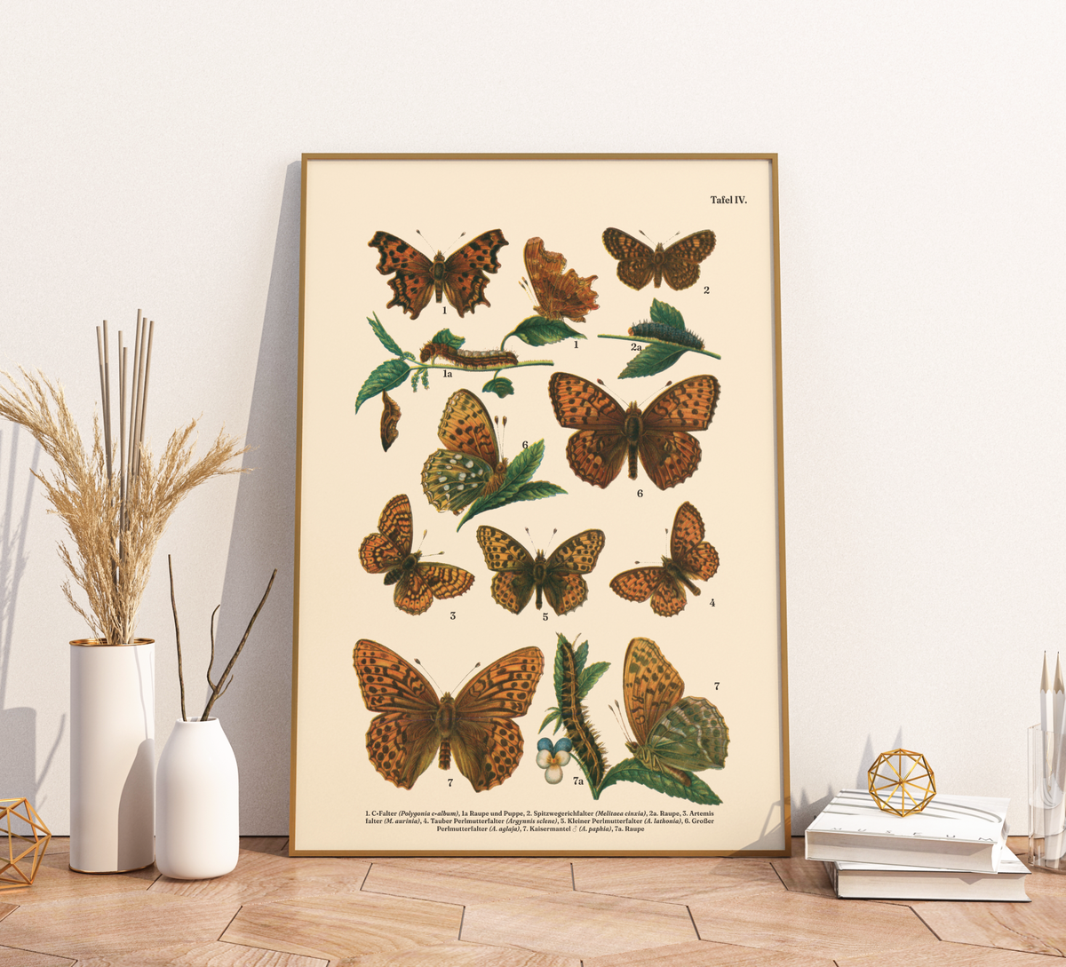 Vintage Schmetterlings-Poster (ca. 1900). Hochwertiger Druck auf 200g/qm Premium-Papier. Erhältlich in DIN A4 oder A3. Detailgetreue botanische Illustration mit Artbezeichnungen für Ihr Zuhause.