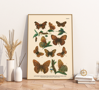 Vintage Schmetterlings-Poster (ca. 1900). Hochwertiger Druck auf 200g/qm Premium-Papier. Erhältlich in DIN A4 oder A3. Detailgetreue botanische Illustration mit Artbezeichnungen für Ihr Zuhause.