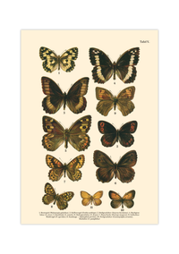 Vintage Schmetterlings-Poster (ca. 1900). Hochwertiger Druck auf 200g/qm Premium-Papier. Erhältlich in DIN A4 oder A3. Detailgetreue botanische Illustration mit Artbezeichnungen für Ihr Zuhause.