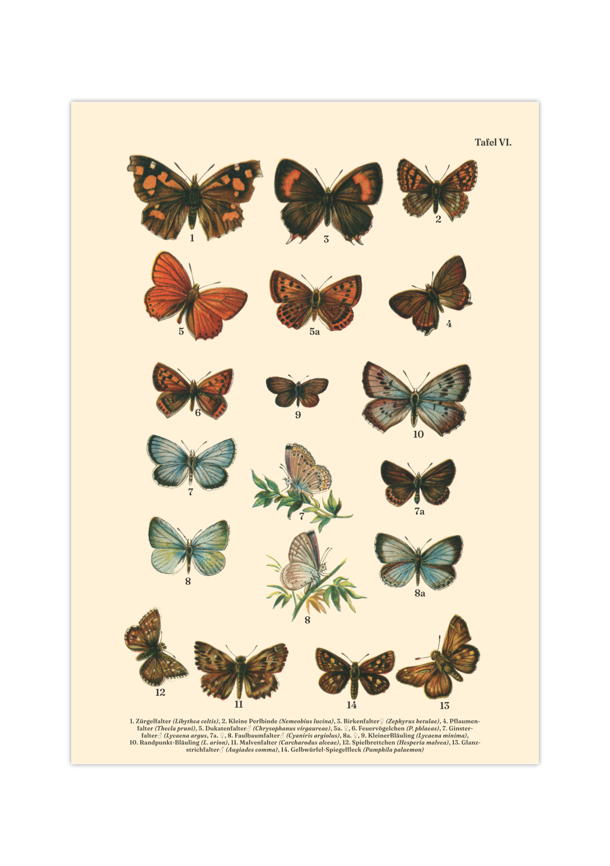 Vintage Schmetterlings-Poster (ca. 1900). Hochwertiger Druck auf 200g/qm Premium-Papier. Erhältlich in DIN A4 oder A3. Detailgetreue botanische Illustration mit Artbezeichnungen für Ihr Zuhause.