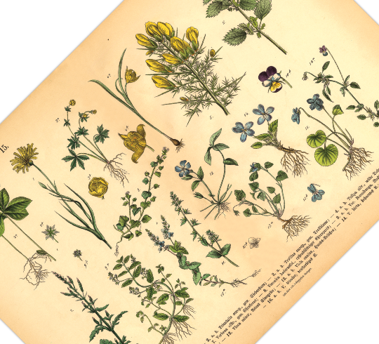 Dieses vintage Poster von wildwachsenden Pflanzen ist die 15. botanische Illustration von 1886 der lithographischen Anstalt F.R. Schepperlen 1880 as Bild zeigt heimische, Blumen und andere Pflanzen Pflanzen die auf Wiesen, im Garten und in Wäldern zu finden sind. Das Bild hat sowohl deutsche als auch  lateinische Bildunterschrift. 
