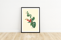 Dieses Poster zeigt dir eine viktorianische Illustration von Himbeeren. Dieses vintage Bild ist perfekt für deine Küche oder dein Esszimmer.