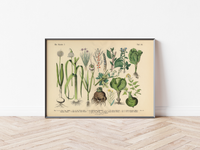 Dieses vintage Lithographie Poster von Pflanzen aus dem Garten ist die zweite Illustration aus dem Lehrbuch der praktischen Pflanzenkunde in Wort und Bild von 1886. 