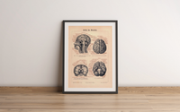 Das Poster eines menschlichen Hirns ist eine Vintage Lithographie aus Meyers Koversations-Lexikon aus dem Jahr 1890.
