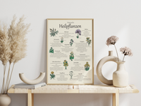 heimische Heilpflanzen Poster | botanische Illustration