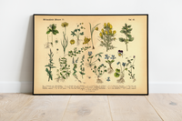 Dieses vintage Poster von wildwachsenden Pflanzen ist die 15. botanische Illustration von 1886 der lithographischen Anstalt F.R. Schepperlen 1880 as Bild zeigt heimische, Blumen und andere Pflanzen Pflanzen die auf Wiesen, im Garten und in Wäldern zu finden sind. Das Bild hat sowohl deutsche als auch  lateinische Bildunterschrift. 