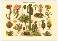 Das Poster von Kakteen etc. (Fettpflanzen) ist eine Vintage Lithographie aus Meyers Koversations-Lexikon aus dem Jahr 1890 im viktorianischen Stil. 