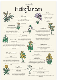 heimische Heilpflanzen Poster | botanische Illustration